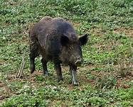 Fauna selvatica, Coldiretti Asti: &quot;Serve un netto cambio di rotta della Regione&quot;