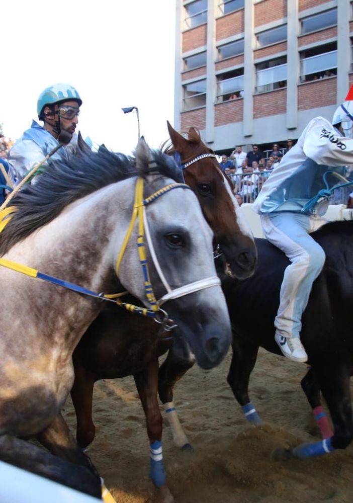Processo doping Palio 2014, pm chiede condanne per 19 dei 21 imputati