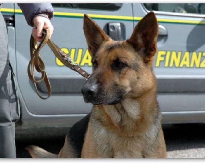 Cani antidroga della FInanza (repertorio)