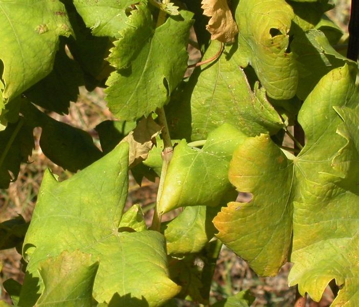 Flavescenza dorata, appello di Coldiretti per salvaguardare il patrimonio enoico astigiano