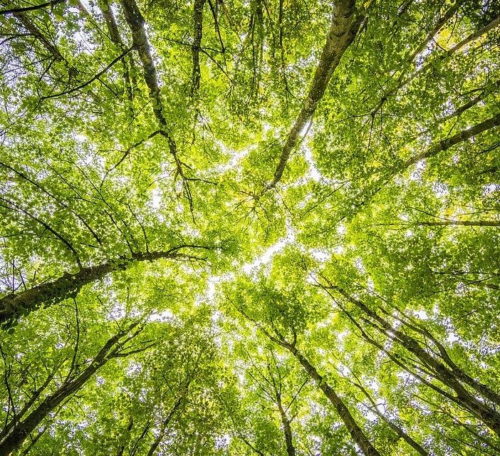 Un albero per ogni nuovo nato e un catasto degli alberi: le proposte dei consiglieri di minoranza per una città eco-friendly