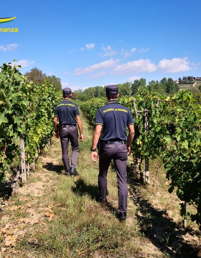 Guardia di Finanza scopre 14 lavoratori in nero nei vigneti dell'Astigiano