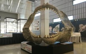 Il Parco Paleontologico di Asti, anche quest'anno partecipa ad EuromineralExpo di Torino