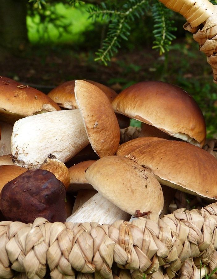 Nuova conferenza dedicata ai funghi con il gruppo micologico G. Camisola di Asti