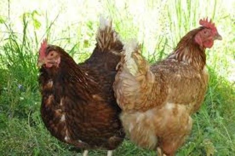 Domenica a San Damiano torna l'esposizione degli animali di bassa corte