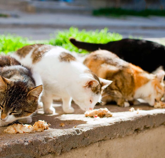 Anagrafe felina: il via libera al bando dei finanziamenti per i Comuni. Domande entro l'8 settembre