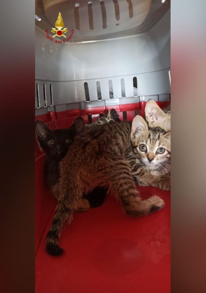 Gattini abbandonati in autostrada rischiano investimento. Salvati dai vigili del fuoco