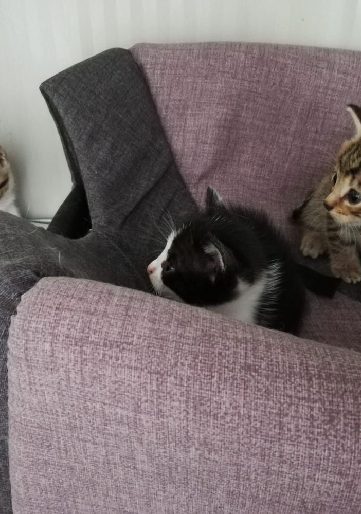 Alcuni dei gattini trovati