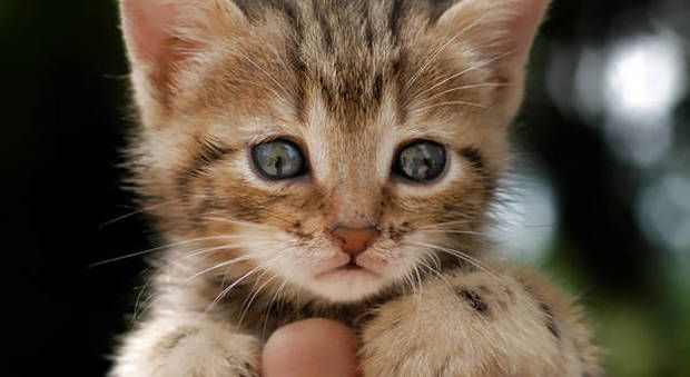 Moncalvo: gattino terrorizzato in mezzo alla strada, salvato dalla Polizia di Stato