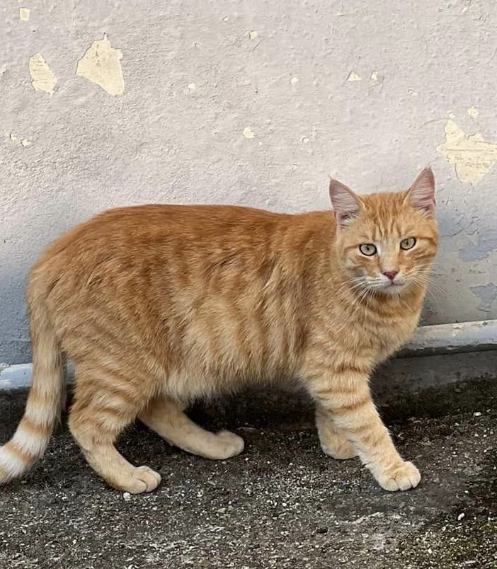 Colonia felina al Cimitero di Asti: la petizione di &quot;Difesa felini&quot; vicina al migliaio di firme per evitare lo spostamento