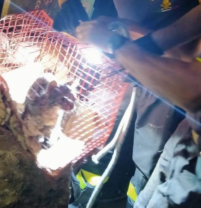 Moncucco Torinese: gattino precipita in un pozzo di 10 metri. Salvato dai Vigili del Fuoco