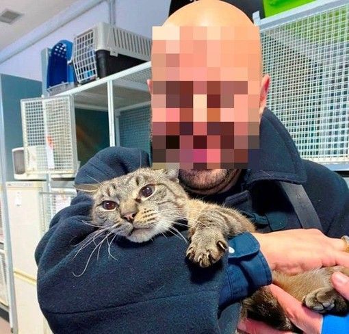 Da Asti a Savona: la storia di Eden, gatto curioso curato dall'Enpa
