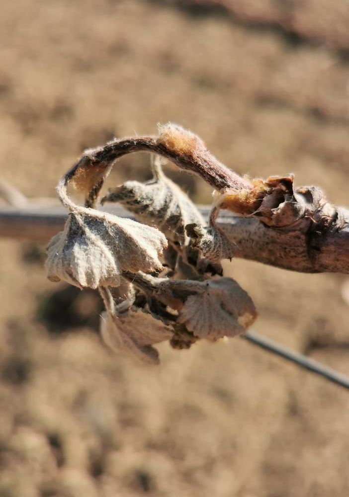 Le gelate danneggiano i raccolti: Cia Piemonte chiede lo stato di calamità naturale