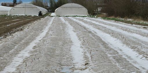 Coldiretti lancia l'allarme: &quot;Dalla siccità alla grandine è SOS clima in Piemonte&quot;