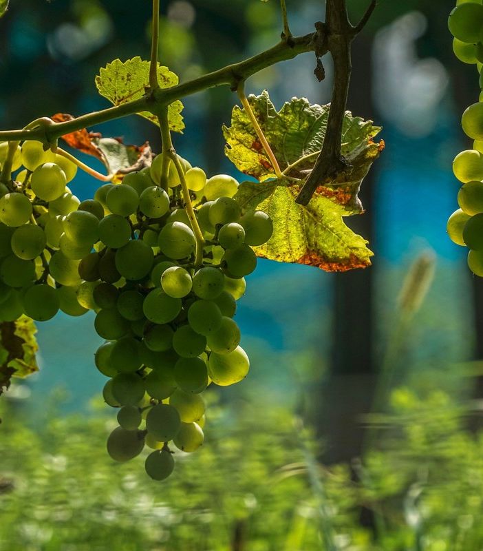 Domenica 26 gennaio a Nizza Monferrato si parla di viticoltura, tra innovazione e sostenibilità