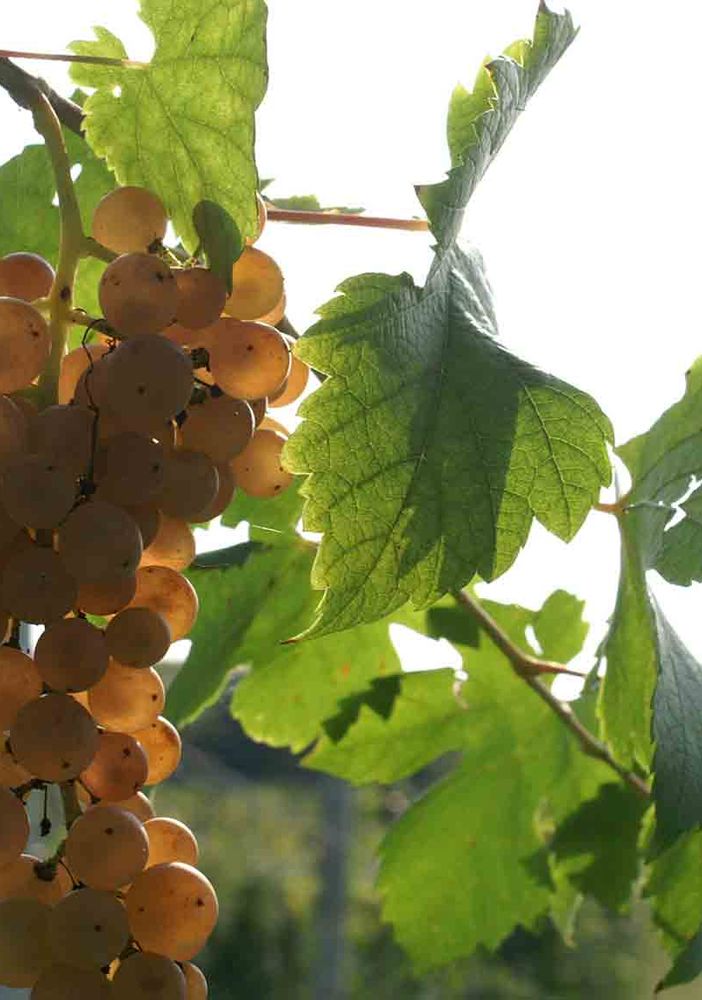 Piemonte Land brinda ad Artissima