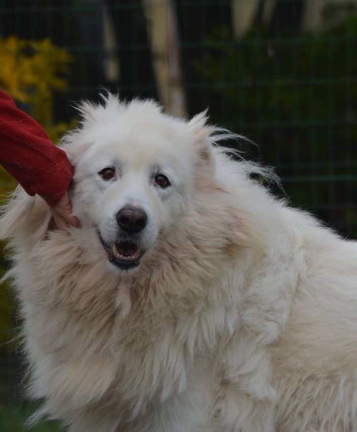Quartos, cane ospite del canile di Asti