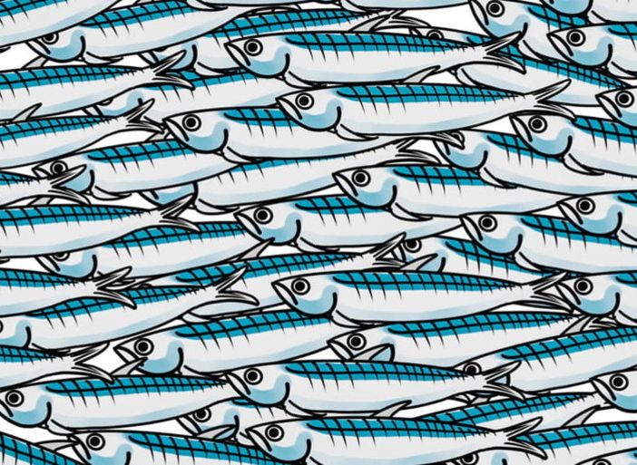 Viviamo in un posto bellissimo: le Sardine di Alfieri