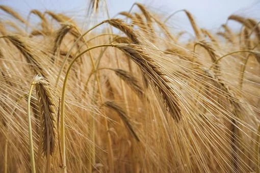 Gli agricoltori di Cia alzano la voce sul prezzo del grano