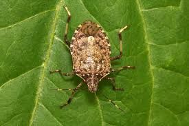 Una cimice asiatica