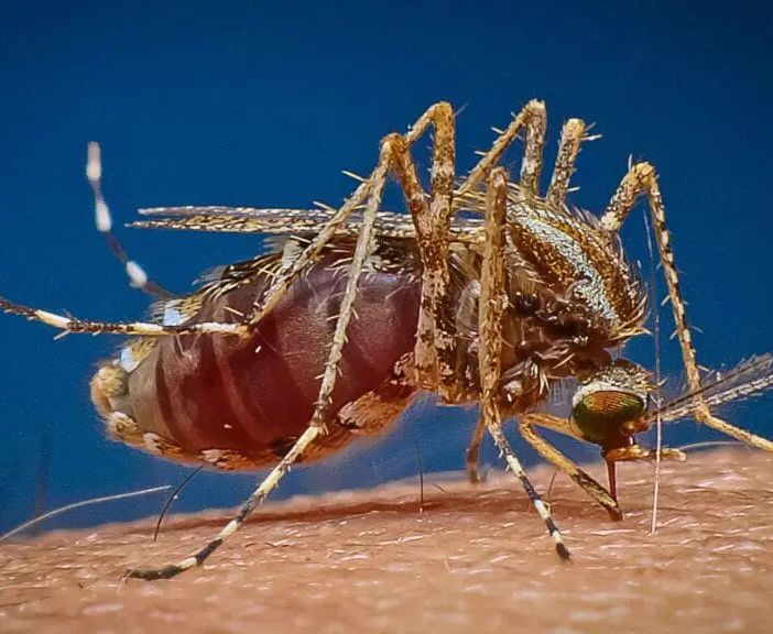 Costo Disinfestazione Zanzare