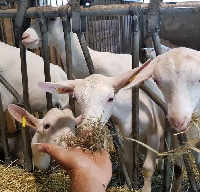 Un viaggio nel mondo del formaggio di capra, dove il rispetto per l’ambiente e per gli animali sposa tradizione e innovazione