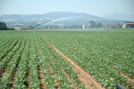 Agricoltura, contributi per oltre 3 milioni di euro a favore delle filiere corte dei mercati locali