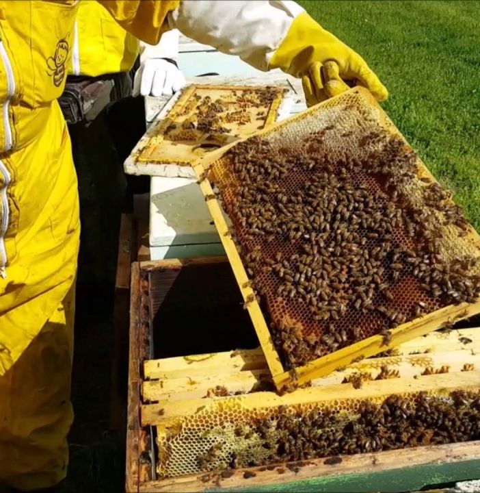 Un apicoltore al lavoro
