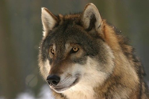 Gregge incustodito aggredito dai lupi in val Chisone