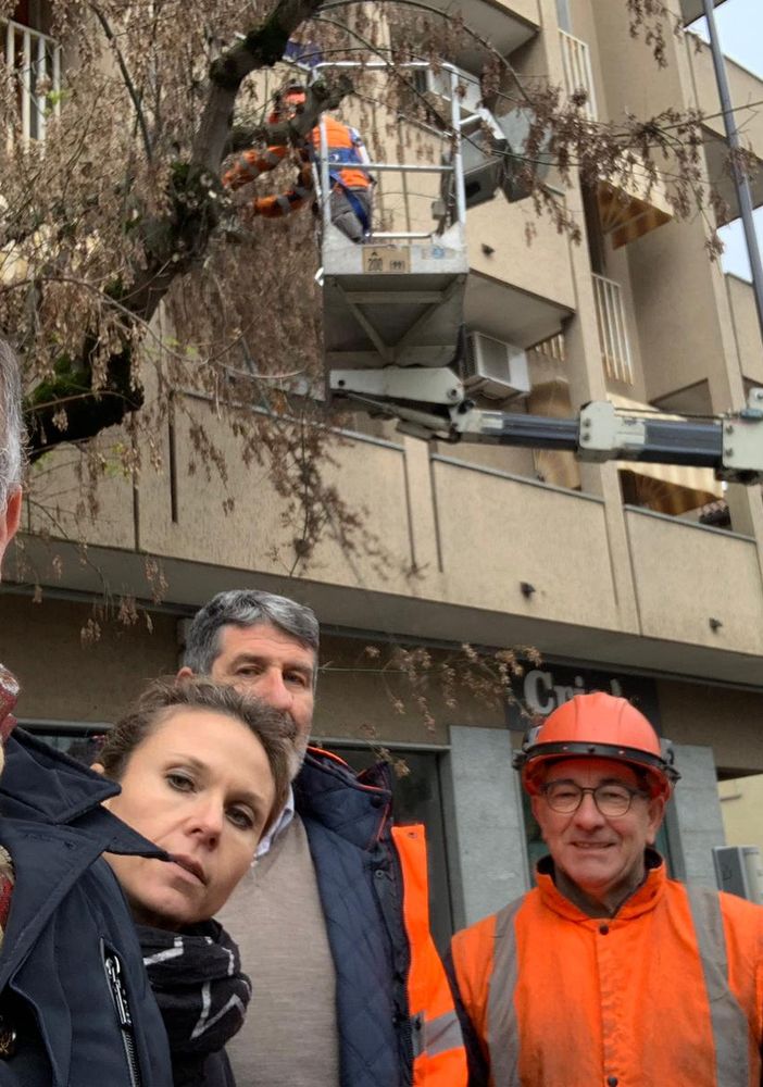 E’ iniziata la potatura delle piante lungo corso Torino, l’annuncio (social) del sindaco Rasero