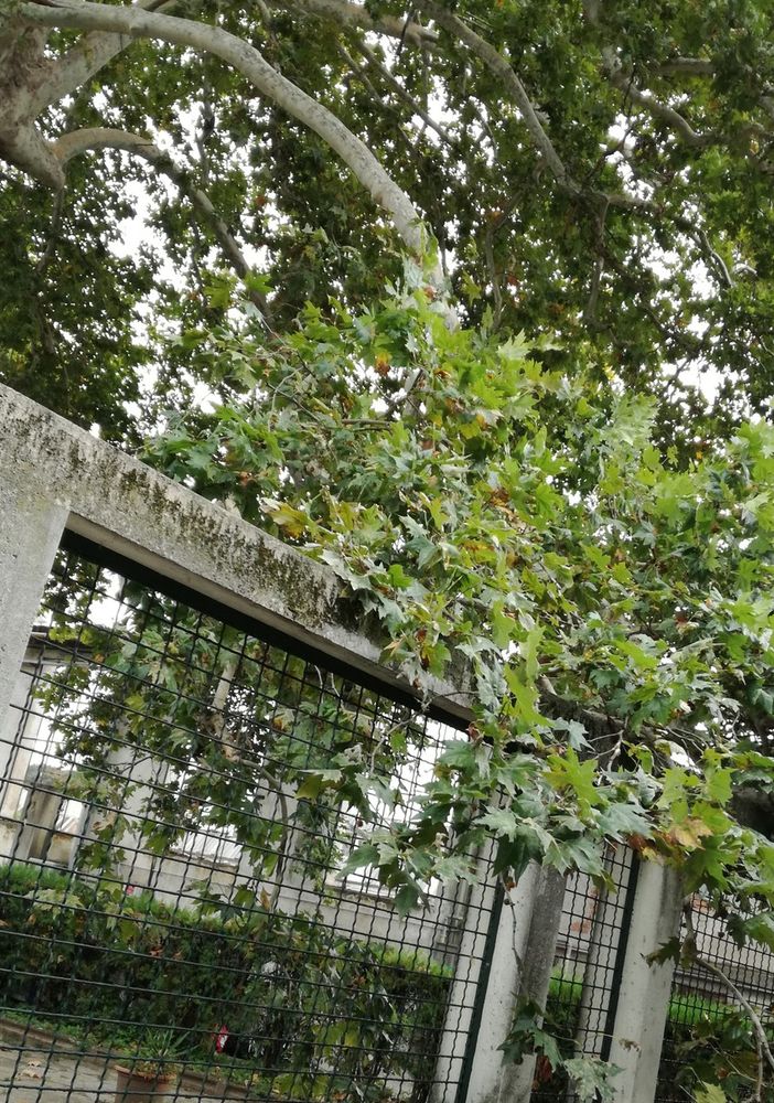Lettera aperta a tutela del platano ultracentenario del Circolo Way Assauto di Asti