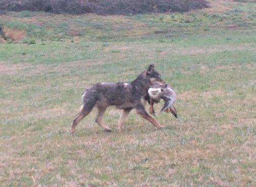 Lupo aggredisce un piccolo gruppo di oche a pochi chilometri dal centro di Asti