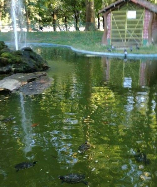 Al laghetto dei giardini pubblici si parlerà di ambiente e animali
