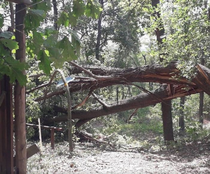 Emergenza maltempo, gravi danni anche al centro di recupero Lipu di Tigliole