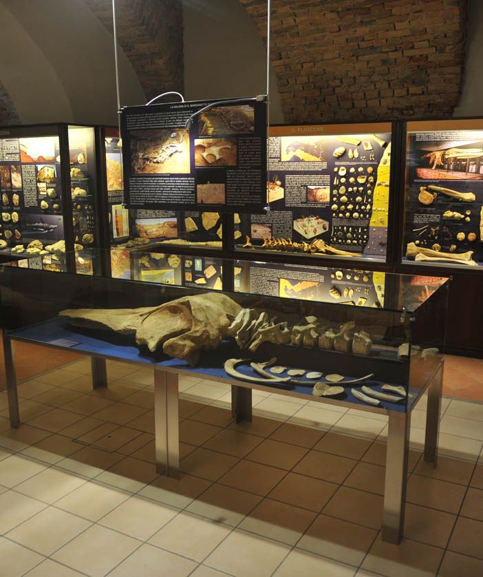 Una delle sale del Museo Paleontologico