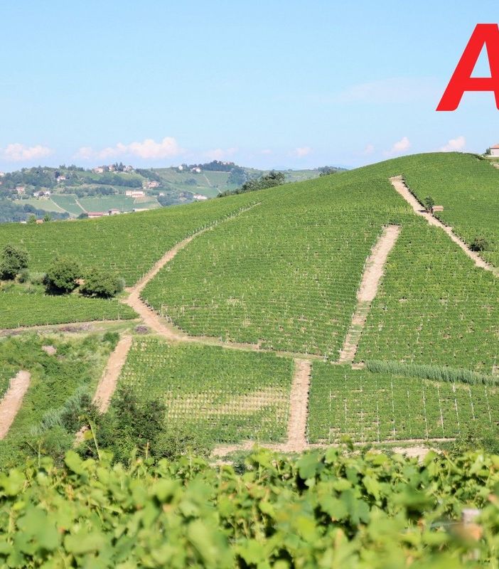 Prossime al via le misure di sostegno alla viticultura piemontese
