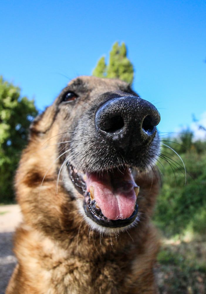 Il naso dei cani percepisce il covid