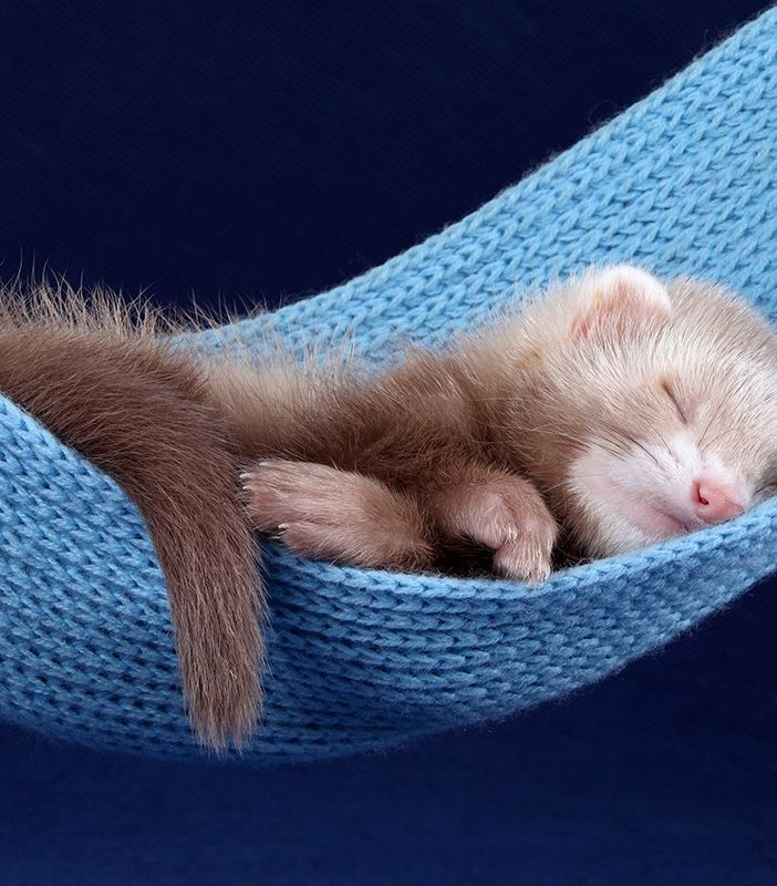 Petsfestival 2022: furetti avanti a tutta forza