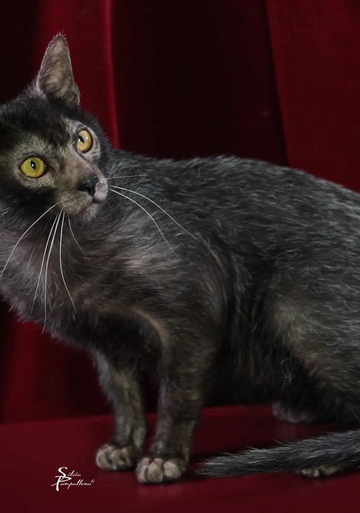 A Petsfestival 2022 gatti da tutto il mondo!