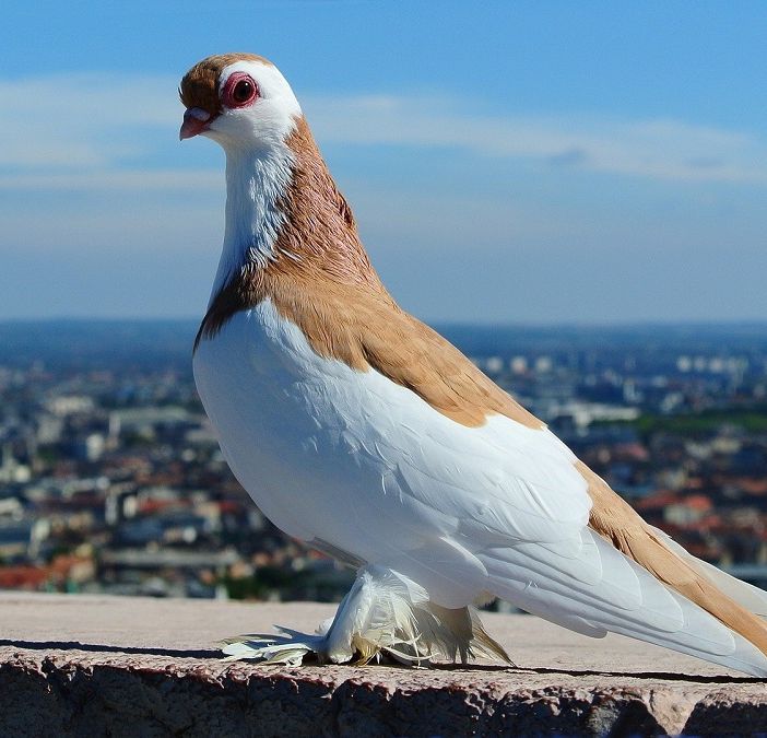 Guarda in cielo, vola alto!