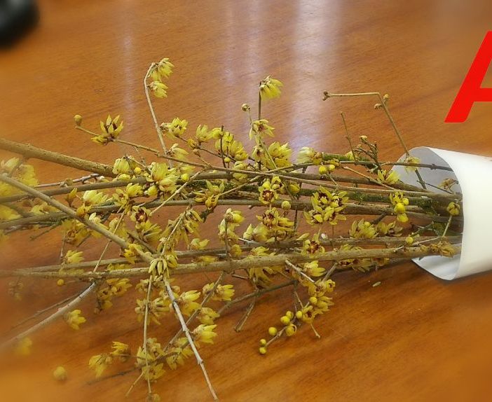 La pianta che dà il nome al premio