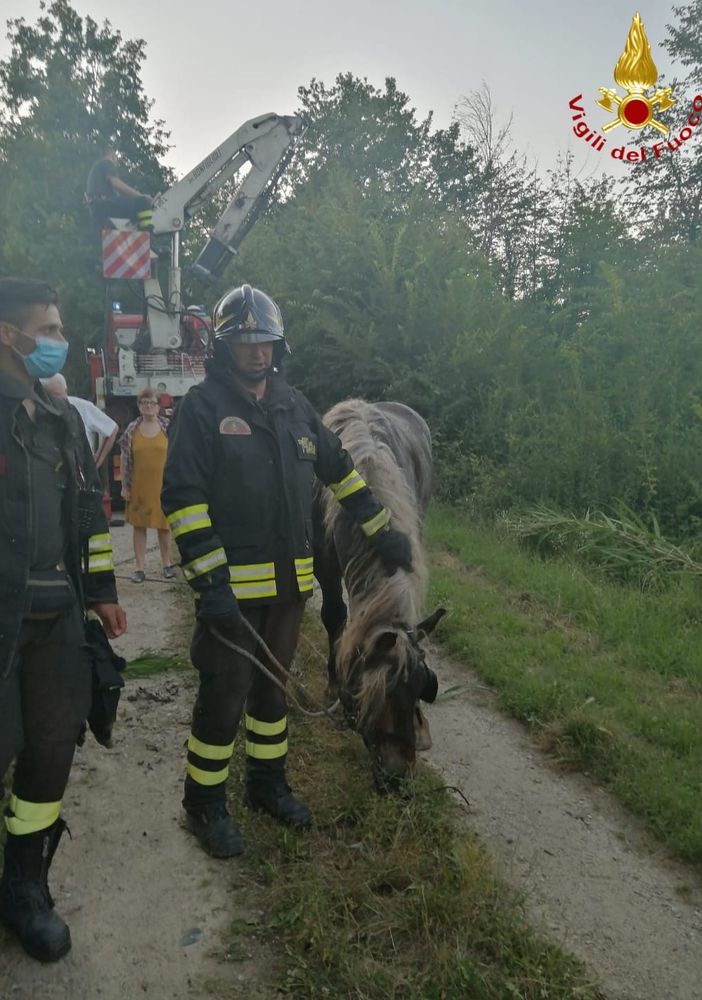 Cavallo scivola in una scarpata, salvato dai pronto intervento dei vigili del fuoco