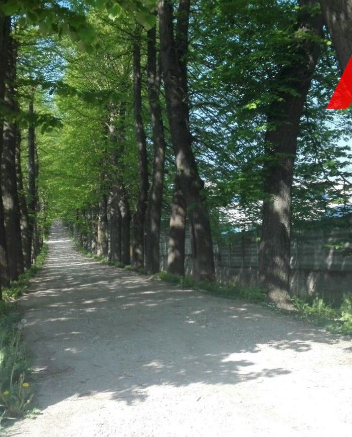 Valgera: ambientalisti in allarme per il potenziale abbattimenti di 167 tigli, a fronte di solo 30 effettivamente malati