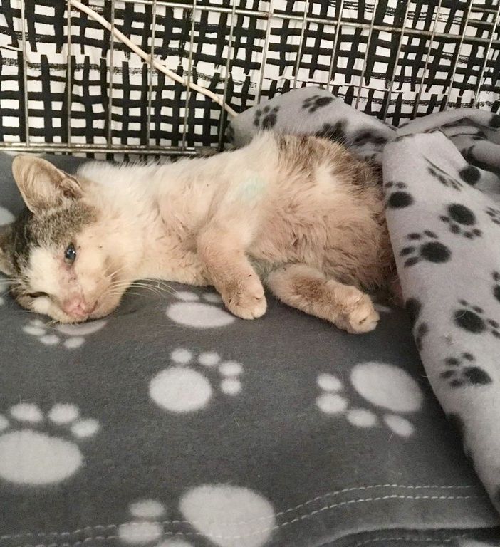 Travor, il gatto preso a fucilate