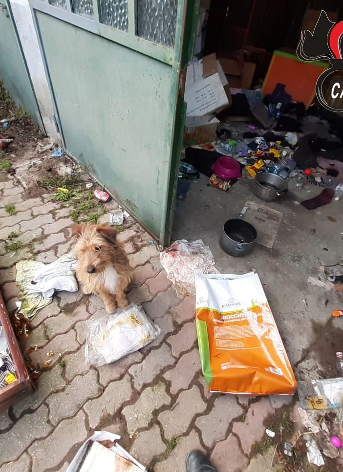 Casorzo, cagnolino abbandonato tra cumuli di rifiuti: denunciato il proprietario