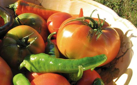 Agricoltura Piemonte: dalla Regione 2.5 milioni sul Psr agro climatico ambientali e agricoltura biologica