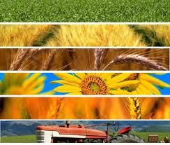 Agricoltura: stanziato un fondo d’emergenza da 100 milioni di euro per supportare il comparto
