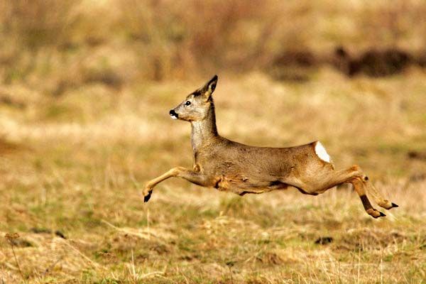 Caprioli, scontro Provincia di Asti - LAV: il TAR dà ragione agli animalisti