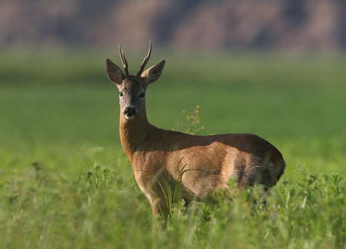 Un capriolo (immagine d'archivio)