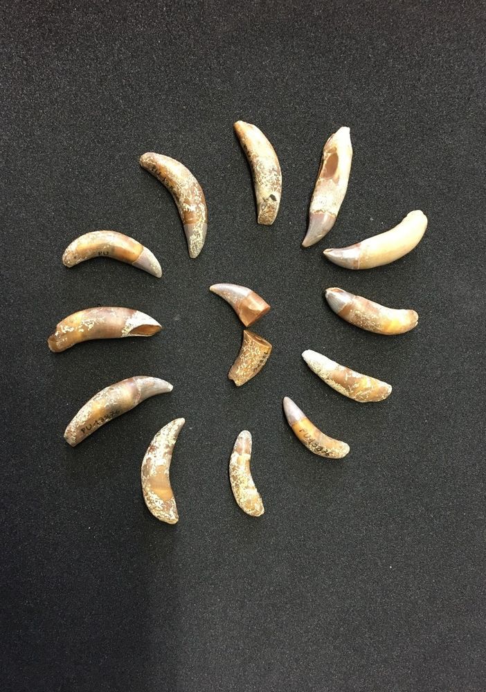 Denti delfinide